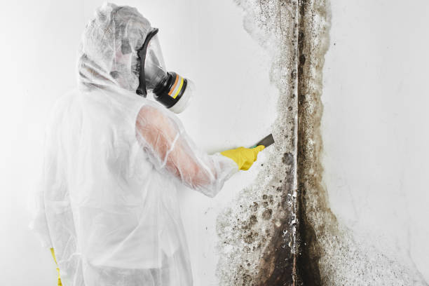 Best Crawl Space Mold Removal  in Gaylord, MI