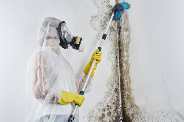Certified Mold Removal in Gaylord, MI