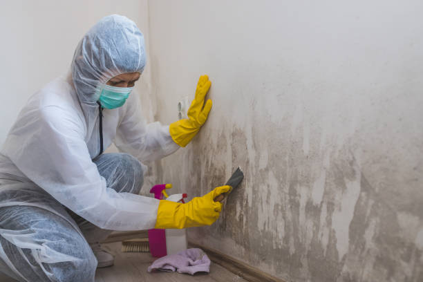 Best Toxic Mold Removal  in Gaylord, MI