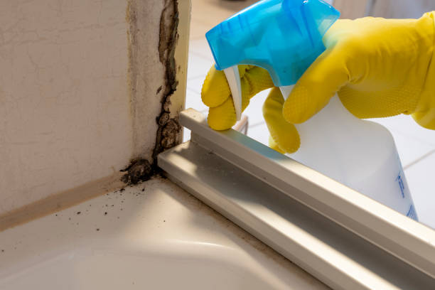 Best Certified Mold Removal  in Gaylord, MI