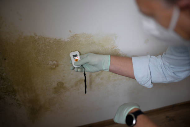 Best Home Mold Removal  in Gaylord, MI