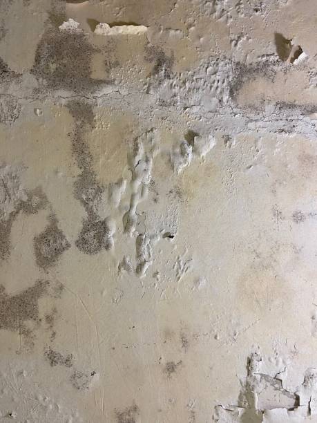 Best Fast Mold Removal  in Gaylord, MI