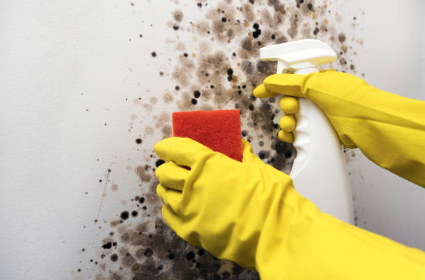Best Affordable Mold Removal  in Gaylord, MI