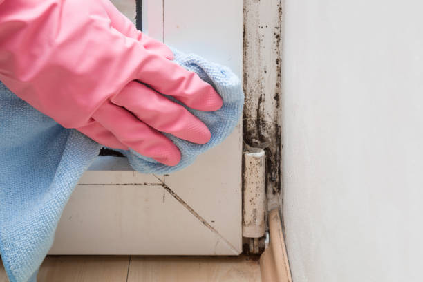Best Mold Testing  in Gaylord, MI