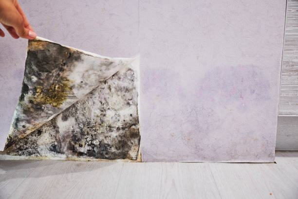 Home Mold Removal in Gaylord, MI